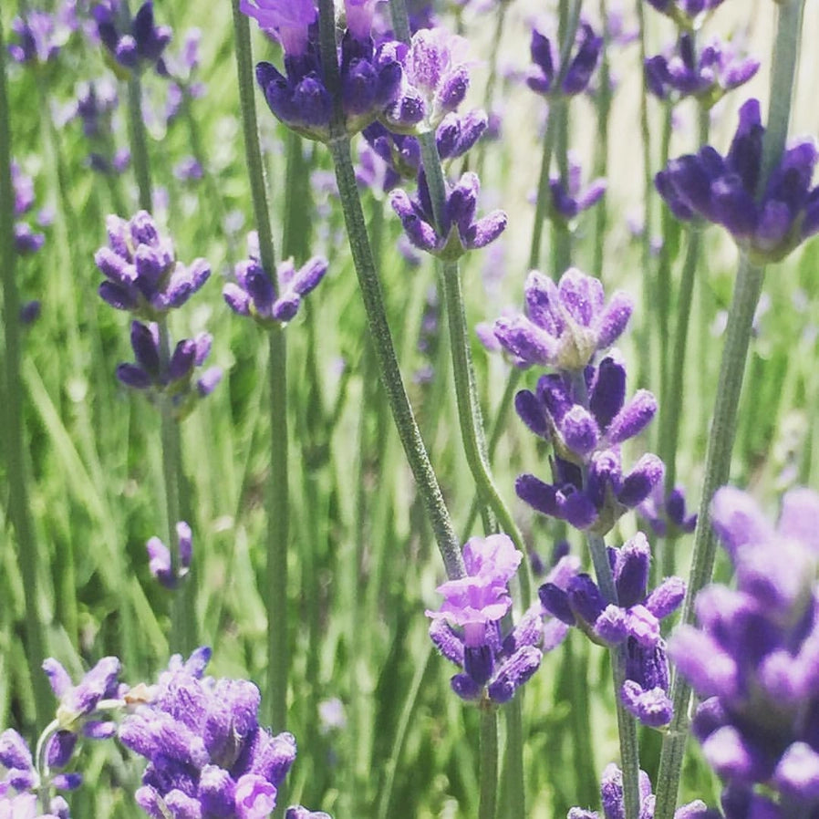 Garden in a Bag-Lavender