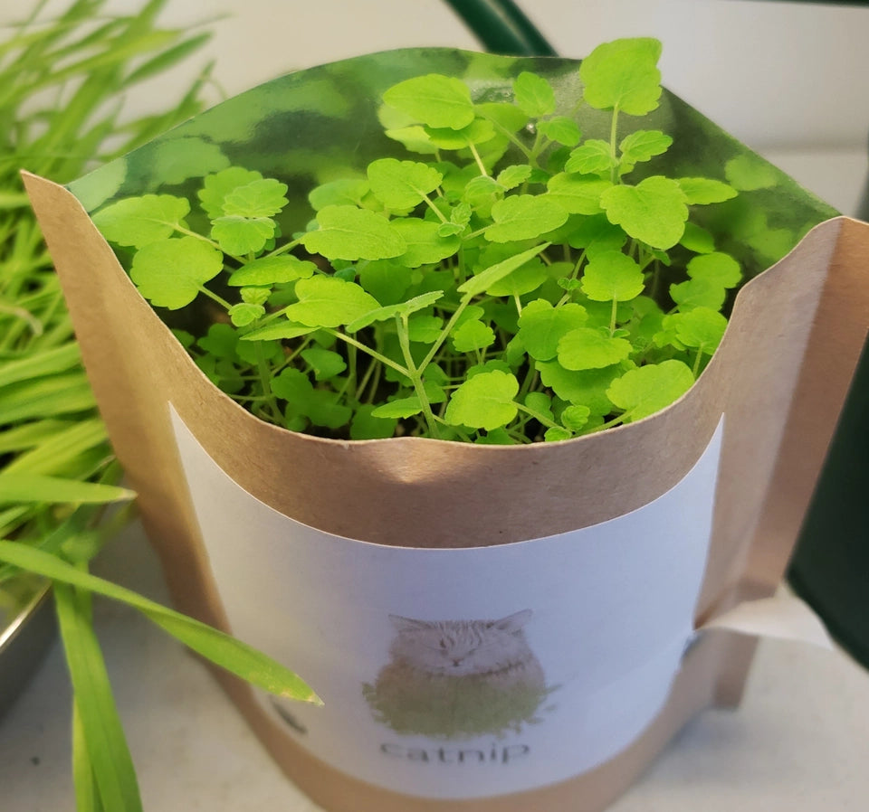 Garden in a Bag-Catnip