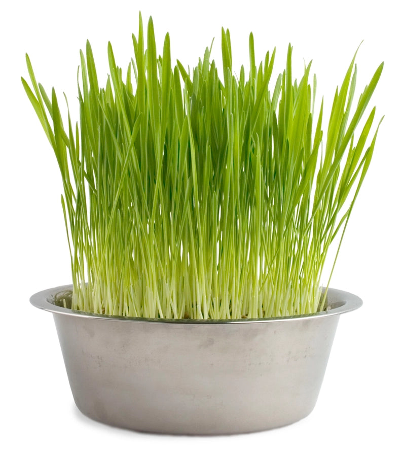 Pet Bowl Dog Grass