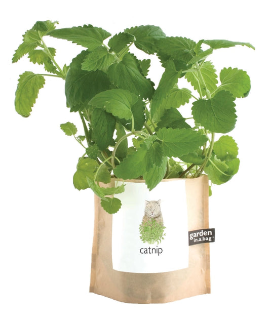 Garden in a Bag-Catnip