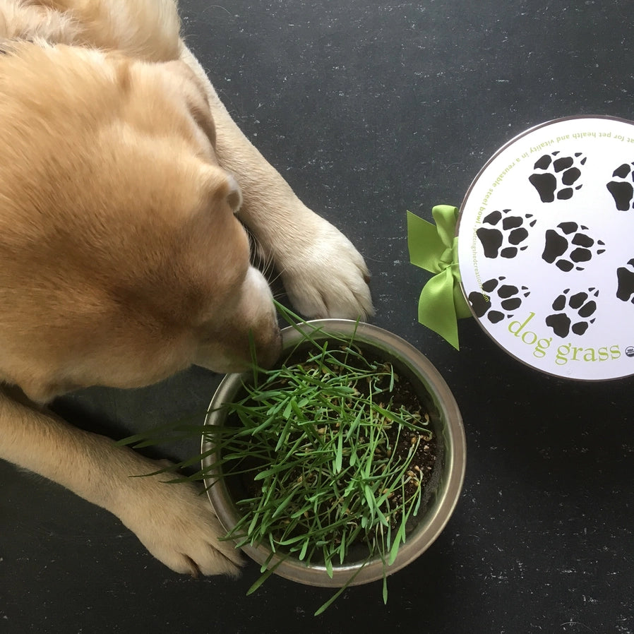 Pet Bowl Dog Grass