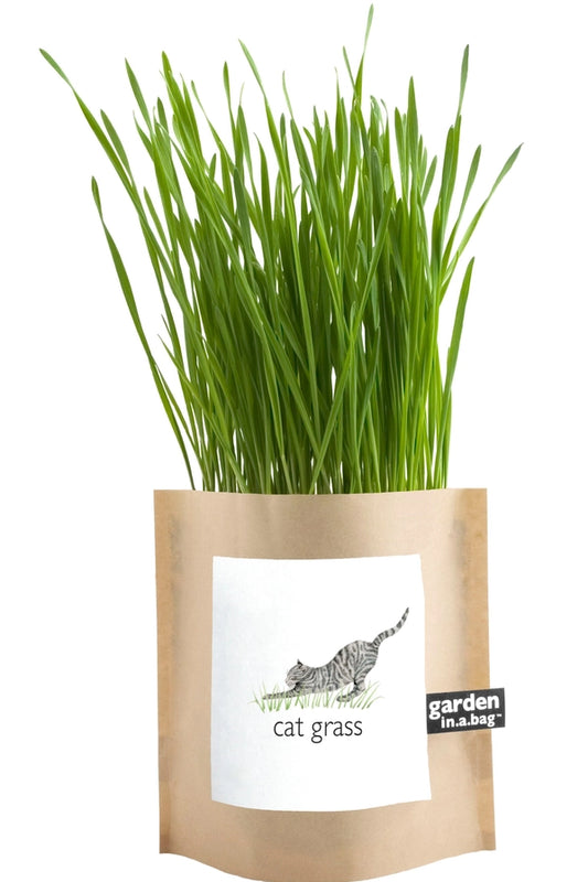 Garden in a Bag Cat Grass